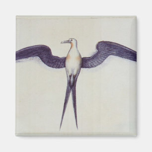 Imán Pájaro de fragata