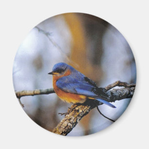 Imán Pájaro de Missouris