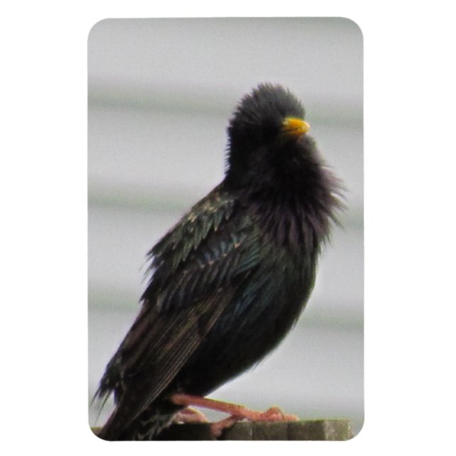 Imán Pájaro de rumbo difuso (Vertical)