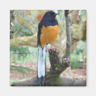 Imán Pájaro de Shama blanco y bombeado macho