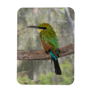 Imán Pájaro del abeja-comedor del arco iris, Australia