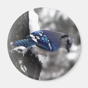 Imán Pájaro del arrendajo azul