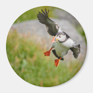 Imán Pájaro del frailecillo atlántico que vuela