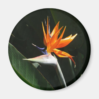 Imán Pájaro del Naranja del paraíso Flor tropical