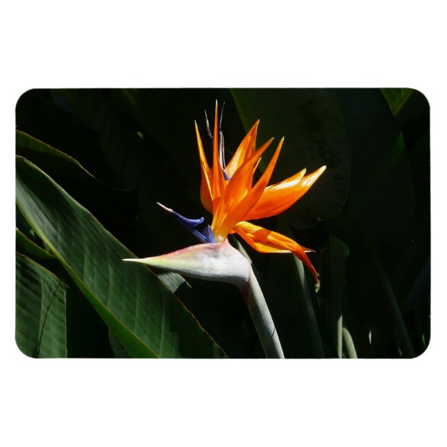 Imán Pájaro del Naranja del paraíso Flor tropical (Horizontal)