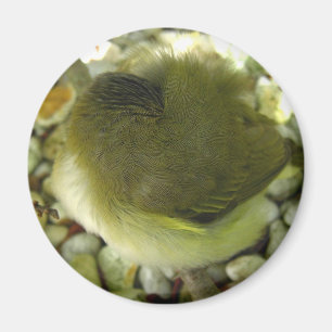 Imán Pájaro del polluelo