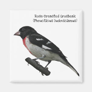 Imán Pájaro del Rosa-Breasted