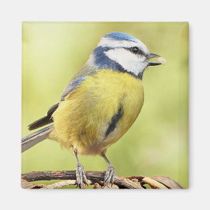 Imán Pájaro del tit azul