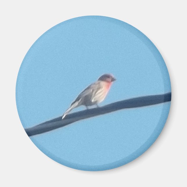 Imán Pájaro en un cable (Frente)