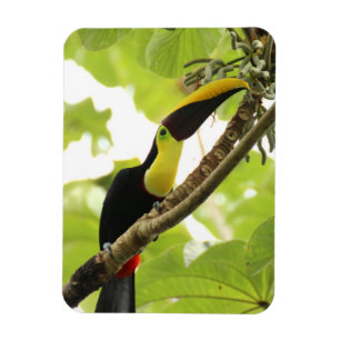 Imán Pájaro exótico de Swainson Toucan