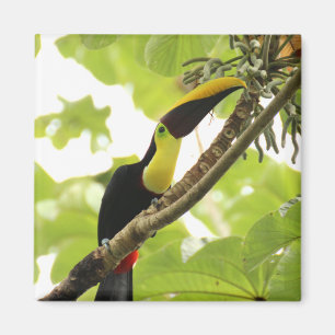Imán Pájaro exótico de Swainson Toucan