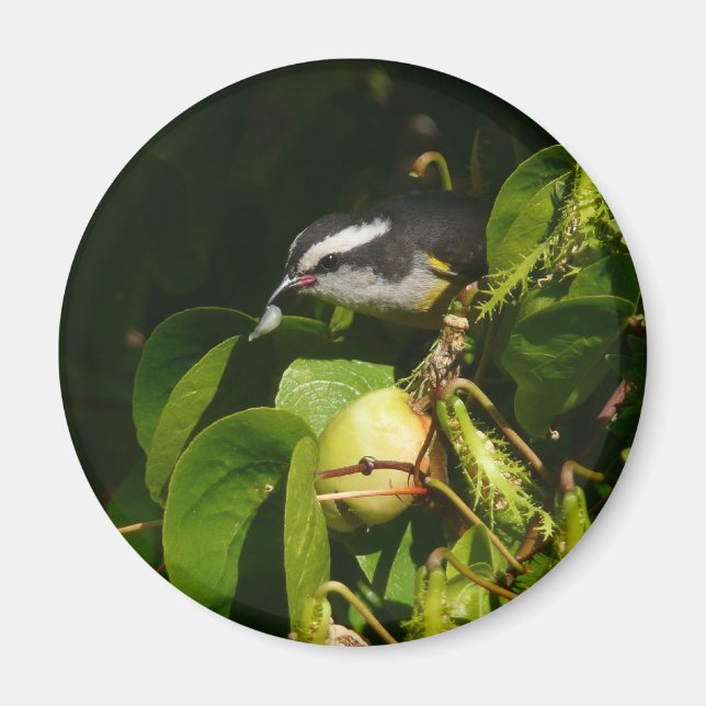 Imán Pájaro Mielero Comiendo Fotografía Tropical (Frente)