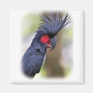Imán Pájaro principal del mascota del COCKATOO de la