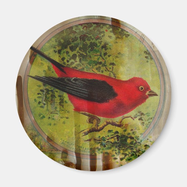 Imán Pájaro rojo vintage (Frente)