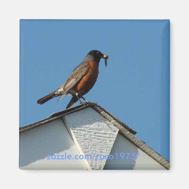 Imán Pájaro temprano (Frente)