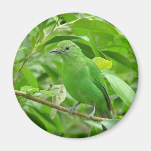 Imán Pájaro verde