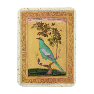 Imán Pájaro verde, Mughal (aguazo en el papel)