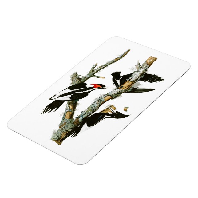 Imán Pájaros Audubon de Carbono de Marfil (Lado Izquierdo)
