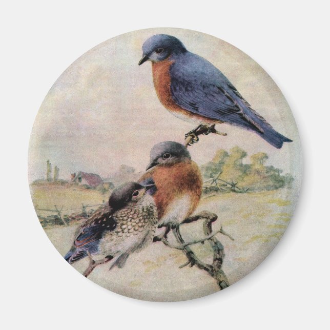 Imán Pájaros azules orientales con pájaro bebé (Frente)