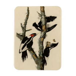 Imán Pájaros de América del pájaro carpintero audubon