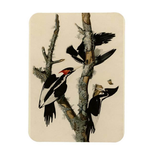 Imán Pájaros de América del pájaro carpintero audubon (Vertical)