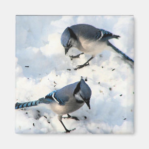 Imán Pájaros de Jay azules en la naturaleza de la nieve