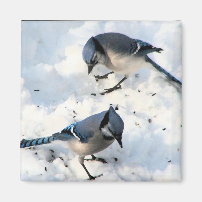 Imán Pájaros de Jay azules en la naturaleza de la nieve (Frente)