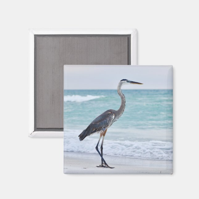Imán pájaros de la playa de Florida (Anverso/Reverso)
