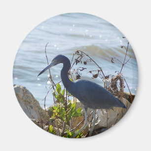 Imán Pájaros en la bahía Pequeño Puerto de Seguridad de