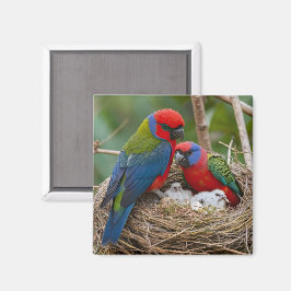 Imán Pájaros Rosella