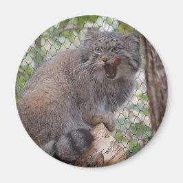 Imán Pallas Cat Magnet