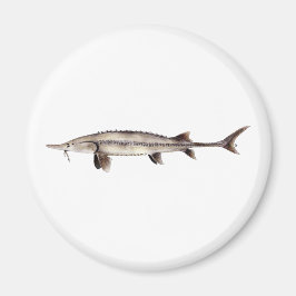 Imán Pallid Sturgeon - Scaphirhynchus albus