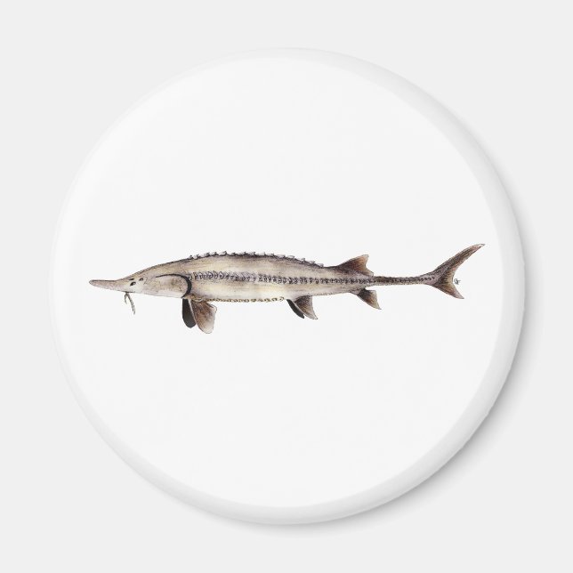 Imán Pallid Sturgeon - Scaphirhynchus albus (Frente)