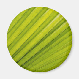 Imán Palm Leaf