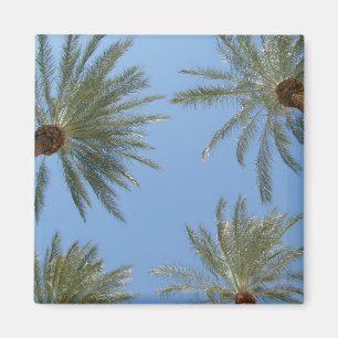 Imán Palm Trees Magnet