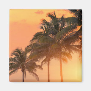 Imán Palmas de Miami