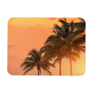 Imán Palmas de Miami