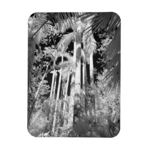 Imán Palmas Reales Nativas en Fakahatchee Strand,