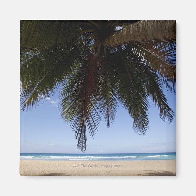 Imán Palmera a lo largo del mar Caribe. (Frente)