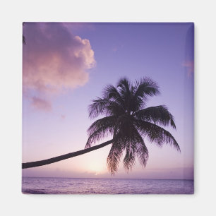 Imán Palmera solitaria al atardecer, playa Coconut Grov