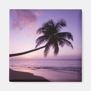 Imán Palmera solitaria al atardecer, playa Coconut Grov