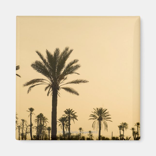 Imán Palmeras al atardecer, Marruecos (Frente)