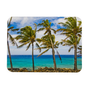 Imán Palmeras de coco (Cocos nucifera) que se mecen