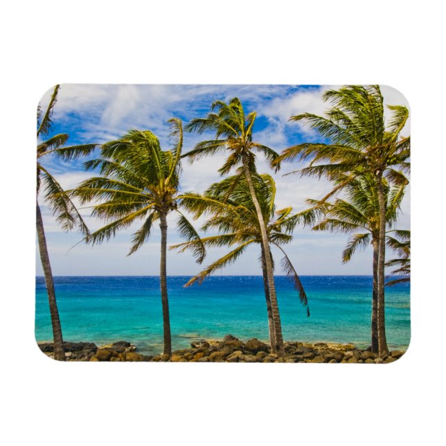 Imán Palmeras de coco (Cocos nucifera) que se mecen (Horizontal)