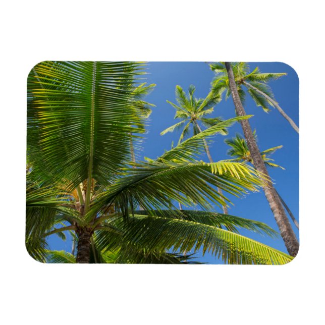 Imán Palmeras de coco, Pu'uhonua o Honaunau 1 (Horizontal)