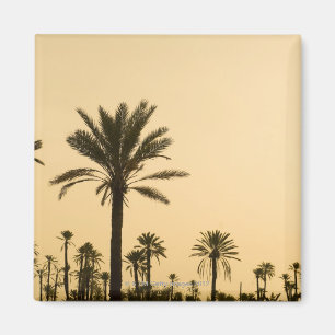 Imán Palmeras en la oscuridad, Marruecos