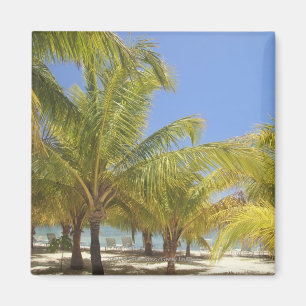 Imán Palmeras en una playa blanca de la arena de