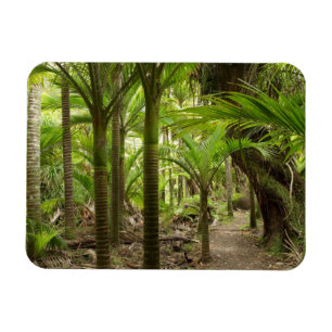 Imán Palmeras Nikau, Heaphy Track, cerca de Karamea,