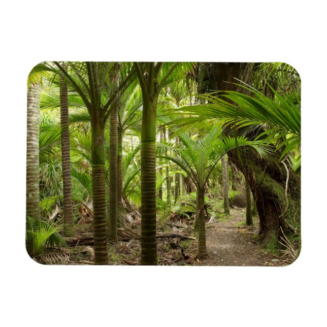 Imán Palmeras Nikau, Heaphy Track, cerca de Karamea, (Horizontal)
