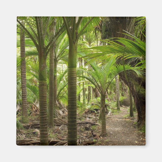 Imán Palmeras Nikau, Heaphy Track, cerca de Karamea, (Frente)